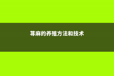 荨麻的养殖方法和注意事项 (荨麻的养殖方法和技术)