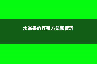 水翁果的养殖方法和注意事项 (水翁果的养殖方法和管理)