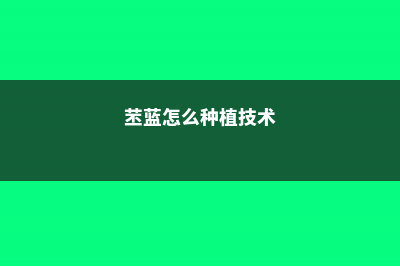 苤蓝的养殖方法和注意事项 (苤蓝怎么种植技术)