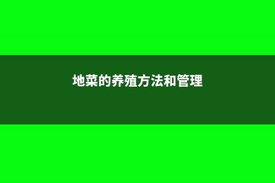 地菜的养殖方法和注意事项 (地菜的养殖方法和管理)