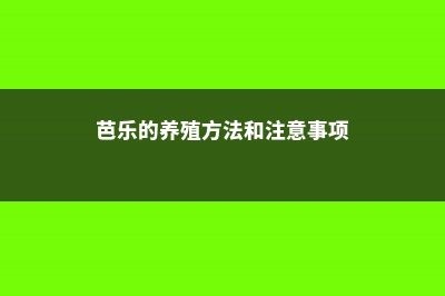 芭乐的养殖方法和注意事项 (芭乐的养殖方法和注意事项)