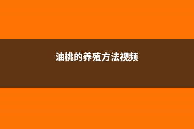 油桃的养殖方法和注意事项 (油桃的养殖方法视频)