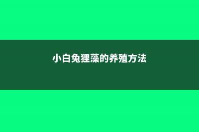 小白兔狸藻的养殖方法和注意事项 (小白兔狸藻的养殖方法)