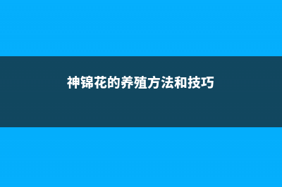 神锦花的养殖方法和注意事项 (神锦花的养殖方法和技巧)