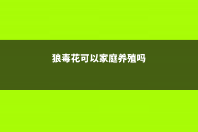 狼毒花的养殖方法和注意事项 (狼毒花可以家庭养殖吗)