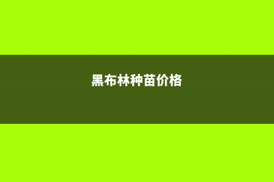 黑布林的养殖方法和注意事项 (黑布林种苗价格)