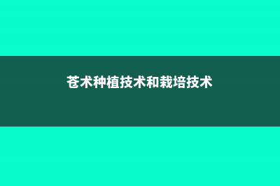 苍术的养殖方法和注意事项 (苍术种植技术和栽培技术)