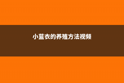 小蓝衣的养殖方法和注意事项 (小蓝衣的养殖方法视频)