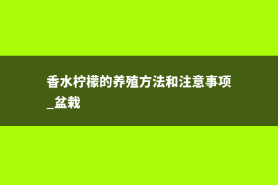 香水柠檬的养殖方法和注意事项 (香水柠檬的养殖方法和注意事项 盆栽)