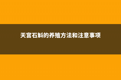 天宮石斛的养殖方法和注意事项 (天宫石斛的养殖方法和注意事项)