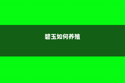 群碧玉的养殖方法和注意事项 (碧玉如何养殖)