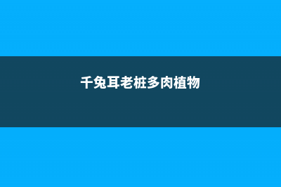 千兔耳的养殖方法和注意事项 (千兔耳老桩多肉植物)