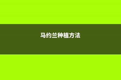 马约兰的养殖方法和注意事项 (马约兰种植方法)