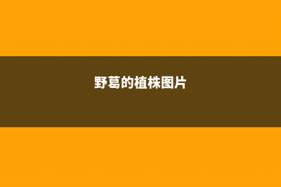 野葛的养殖方法和注意事项 (野葛的植株图片)