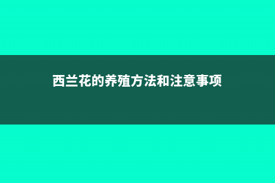 西兰花的养殖方法和注意事项 (西兰花的养殖方法和注意事项)