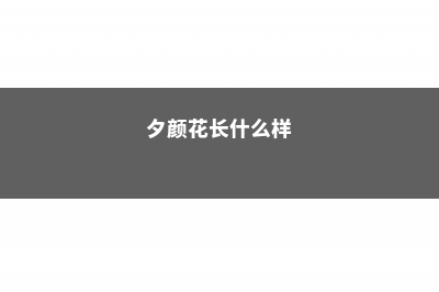 夕颜花的养殖方法和注意事项 (夕颜花长什么样)