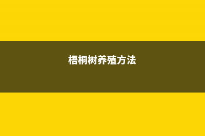 梧桐的养殖方法和注意事项 (梧桐树养殖方法)