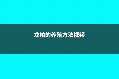 龙柏的养殖方法和注意事项 (龙柏的养殖方法视频)