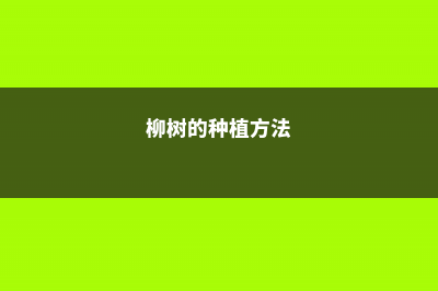 柳树的养殖方法和注意事项 (柳树的种植方法)