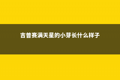 吉普赛满天星的养殖方法和注意事项 (吉普赛满天星的小芽长什么样子)