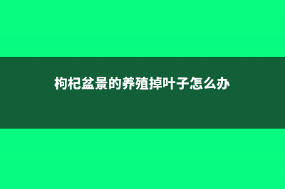 枸杞盆景的养殖方法和注意事项 (枸杞盆景的养殖掉叶子怎么办)