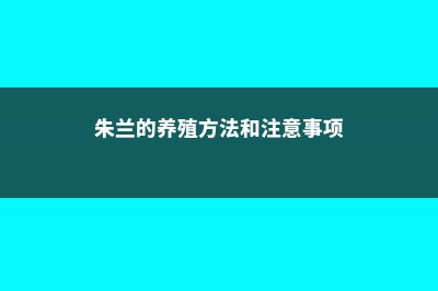 朱兰的养殖方法和注意事项 (朱兰的养殖方法和注意事项)