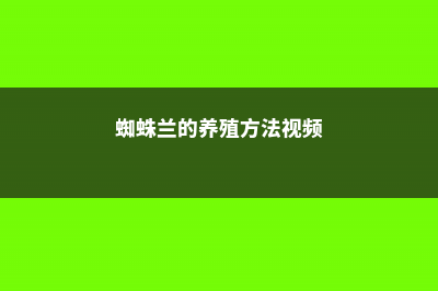 蜘蛛兰的养殖方法和注意事项 (蜘蛛兰的养殖方法视频)