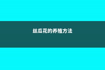 丝瓜花的养殖方法和注意事项 (丝瓜花的养殖方法)