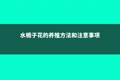 水栀子的养殖方法和注意事项 (水栀子花的养殖方法和注意事项)