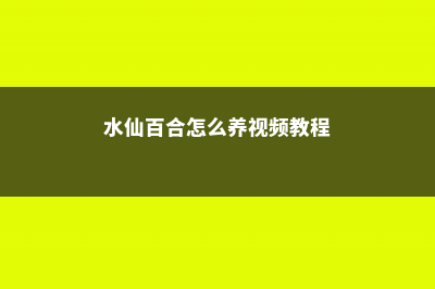 水仙百合的养殖方法和注意事项 (水仙百合怎么养视频教程)