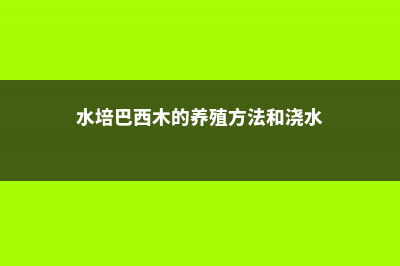 水培巴西木的养殖方法和注意事项 (水培巴西木的养殖方法和浇水)