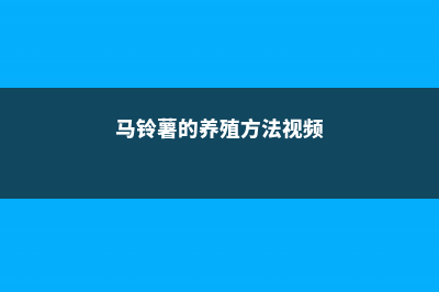 马铃薯的养殖方法和注意事项 (马铃薯的养殖方法视频)