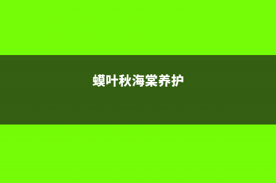 蟆叶秋海棠的养殖方法和注意事项 (蟆叶秋海棠养护)