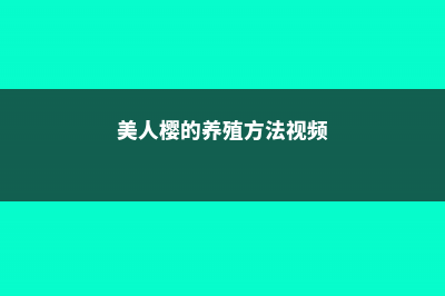 美人樱的养殖方法和注意事项 (美人樱的养殖方法视频)