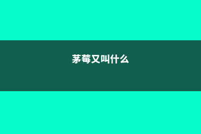 茅莓的养殖方法和注意事项 (茅莓又叫什么)