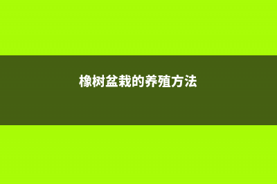 橡树的养殖方法和注意事项 (橡树盆栽的养殖方法)