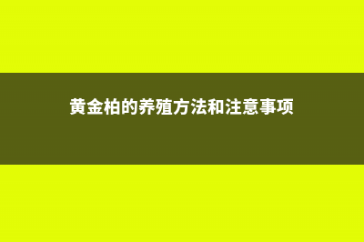 黄金柏的养殖方法和注意事项 (黄金柏的养殖方法和注意事项)