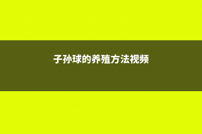 子孙球的养殖方法和注意事项 (子孙球的养殖方法视频)