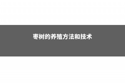 枣树的养殖方法和注意事项 (枣树的养殖方法和技术)