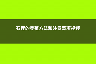 石莲的养殖方法和注意事项 (石莲的养殖方法和注意事项视频)