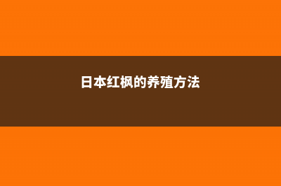 日本红枫的养殖方法和注意事项 (日本红枫的养殖方法)