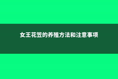 女王花笠的养殖方法和注意事项 (女王花笠的养殖方法和注意事项)