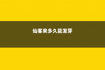 仙客来多少天持续开花 (仙客来多久能发芽)