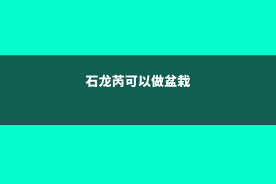 石龙芮的养殖方法和注意事项 (石龙芮可以做盆栽)