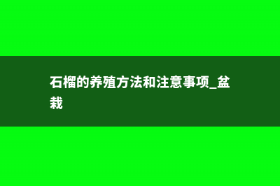 石榴的养殖方法和注意事项 (石榴的养殖方法和注意事项 盆栽)