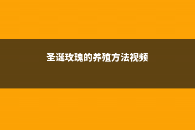 圣诞玫瑰的养殖方法和注意事项 (圣诞玫瑰的养殖方法视频)