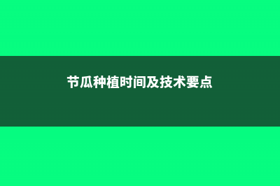 节瓜的养殖方法和注意事项 (节瓜种植时间及技术要点)