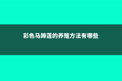 彩色马蹄莲的养殖方法和注意事项 (彩色马蹄莲的养殖方法有哪些)