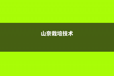 山柰的养殖方法和注意事项 (山奈栽培技术)