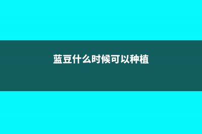 蓝豆的养殖方法和注意事项 (蓝豆什么时候可以种植)